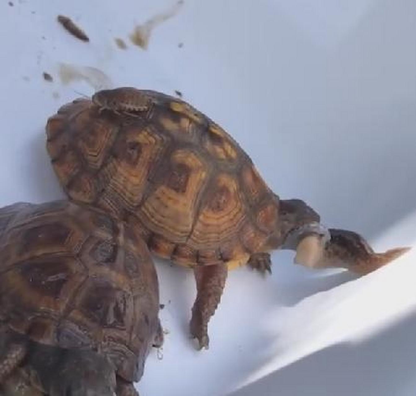 乌龟吃鼻涕虫