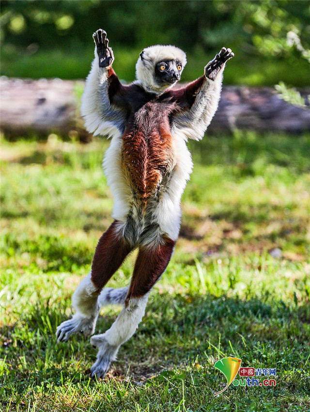 是你没见过的猴子!冕狐猴走路魔性如跳舞