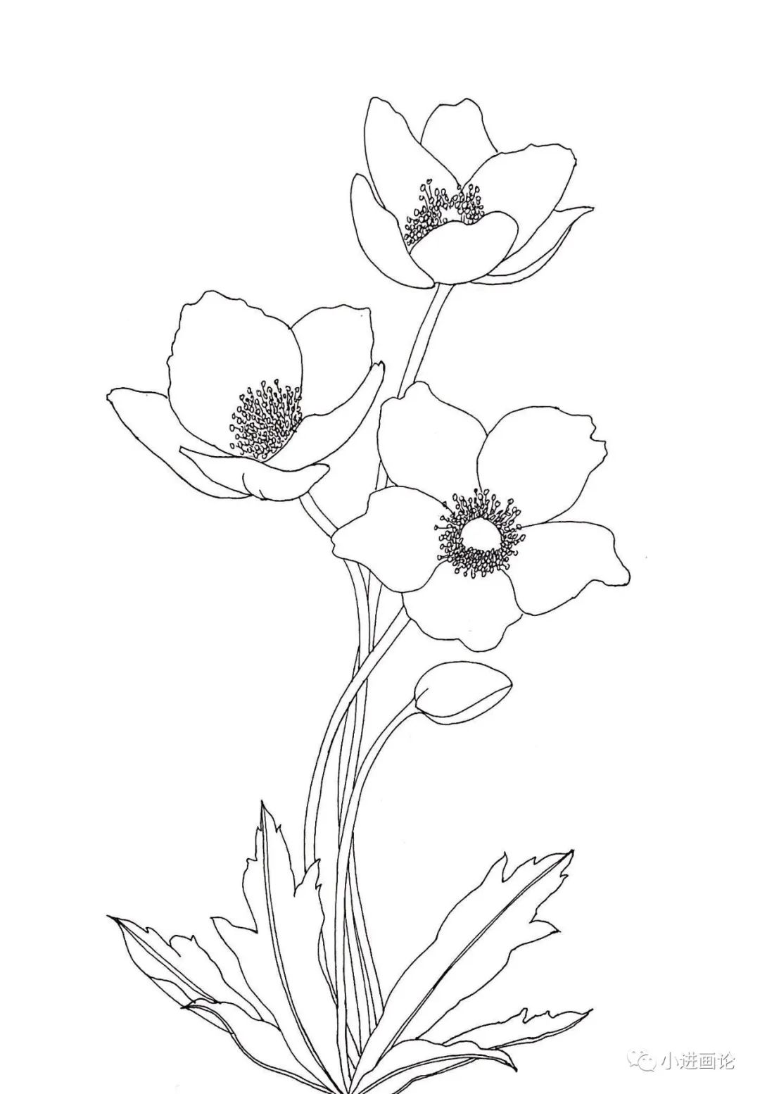 线描钢笔画教程|银莲花