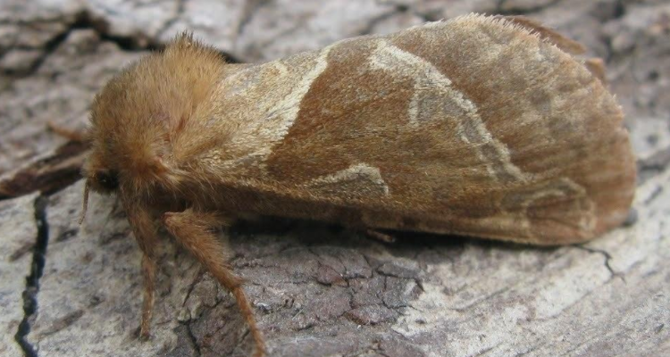 蝙蝠蛾拟青霉菌丝体粉是什么东西