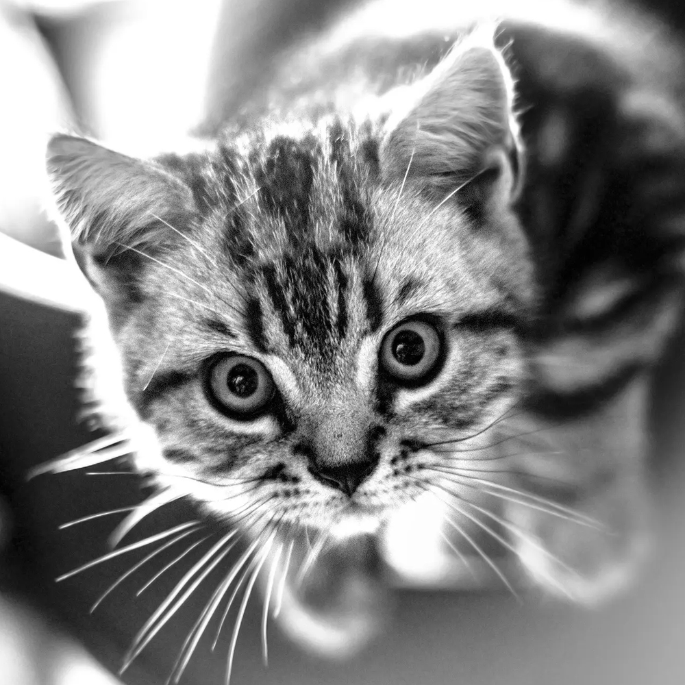 最可爱的猫咪头像 萌萌哒 高清版