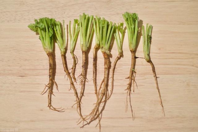 芹菜根可以栽活不?如何提高移栽成活率?一年四季吃不完