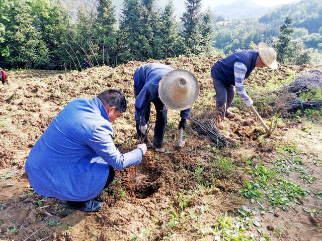 陕西平利大贵镇:千亩吴茱萸铺开产业致富路