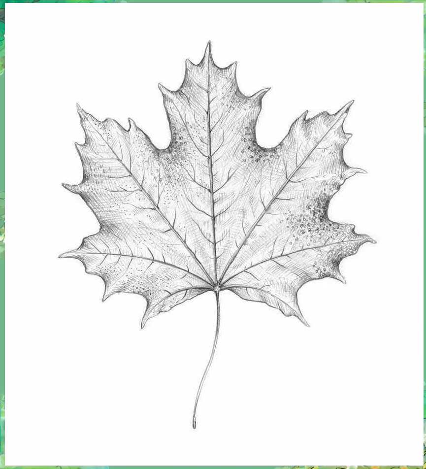 探索美丽的叶子画,激发你的创造力与艺术灵感