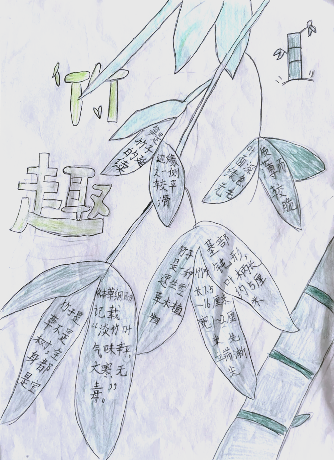 小孟镇中心小学开展"竹子项目式学习周"活动,探索竹之奇妙世界