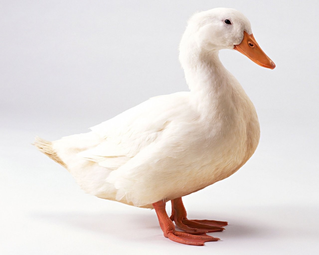 鹅与鸭杂交会有后代吗?已有人做过相关实验,这或是条致富之路呢