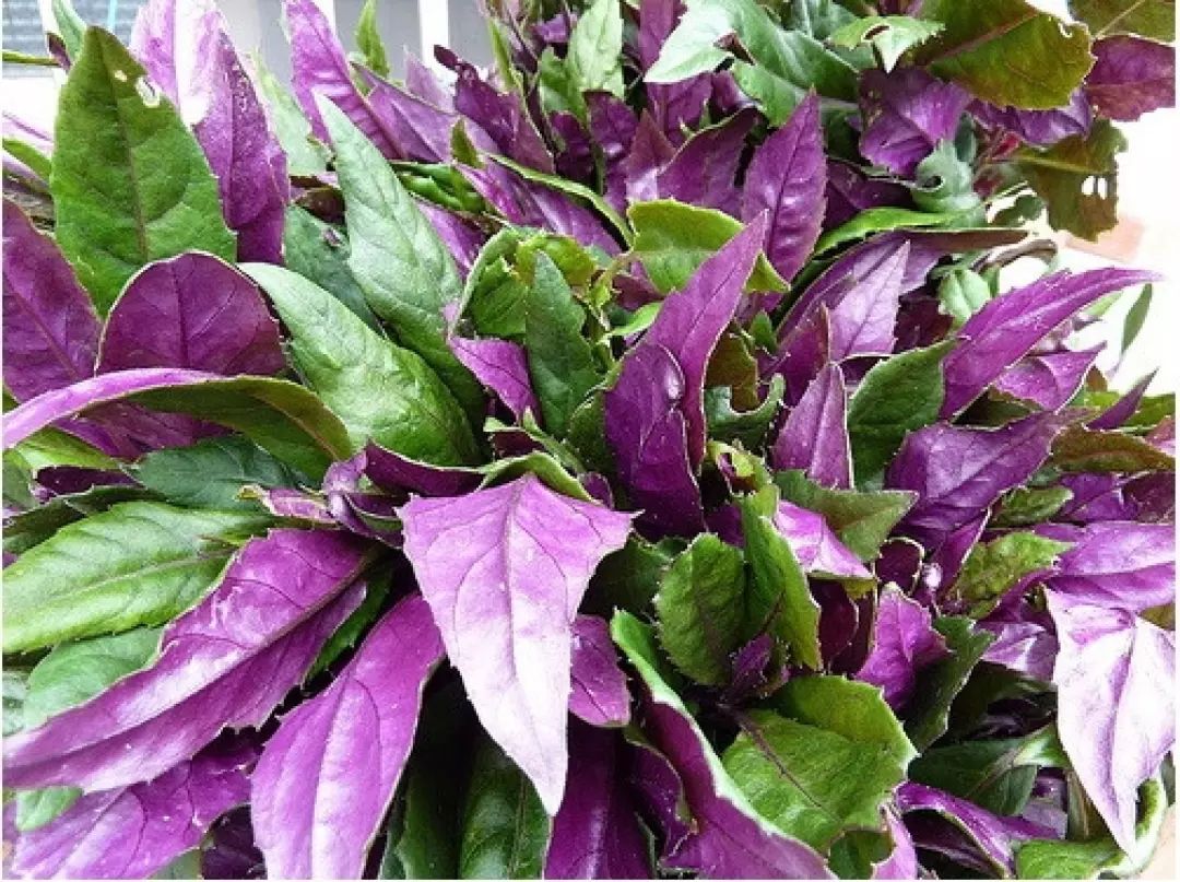 日常生活中,这"5种"野菜,要尽量少吃,早知早受益