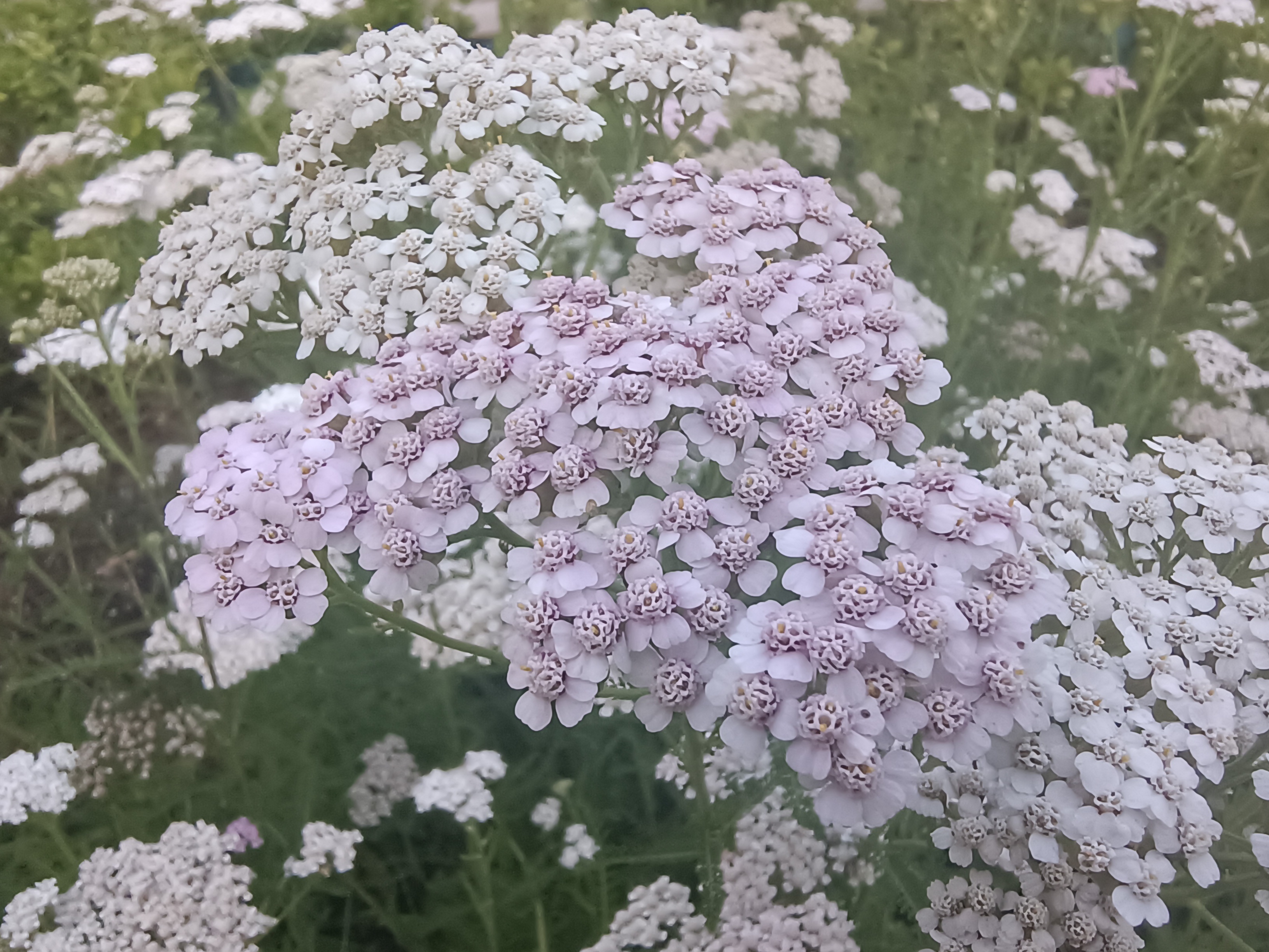 伏羲陵蓍草图片