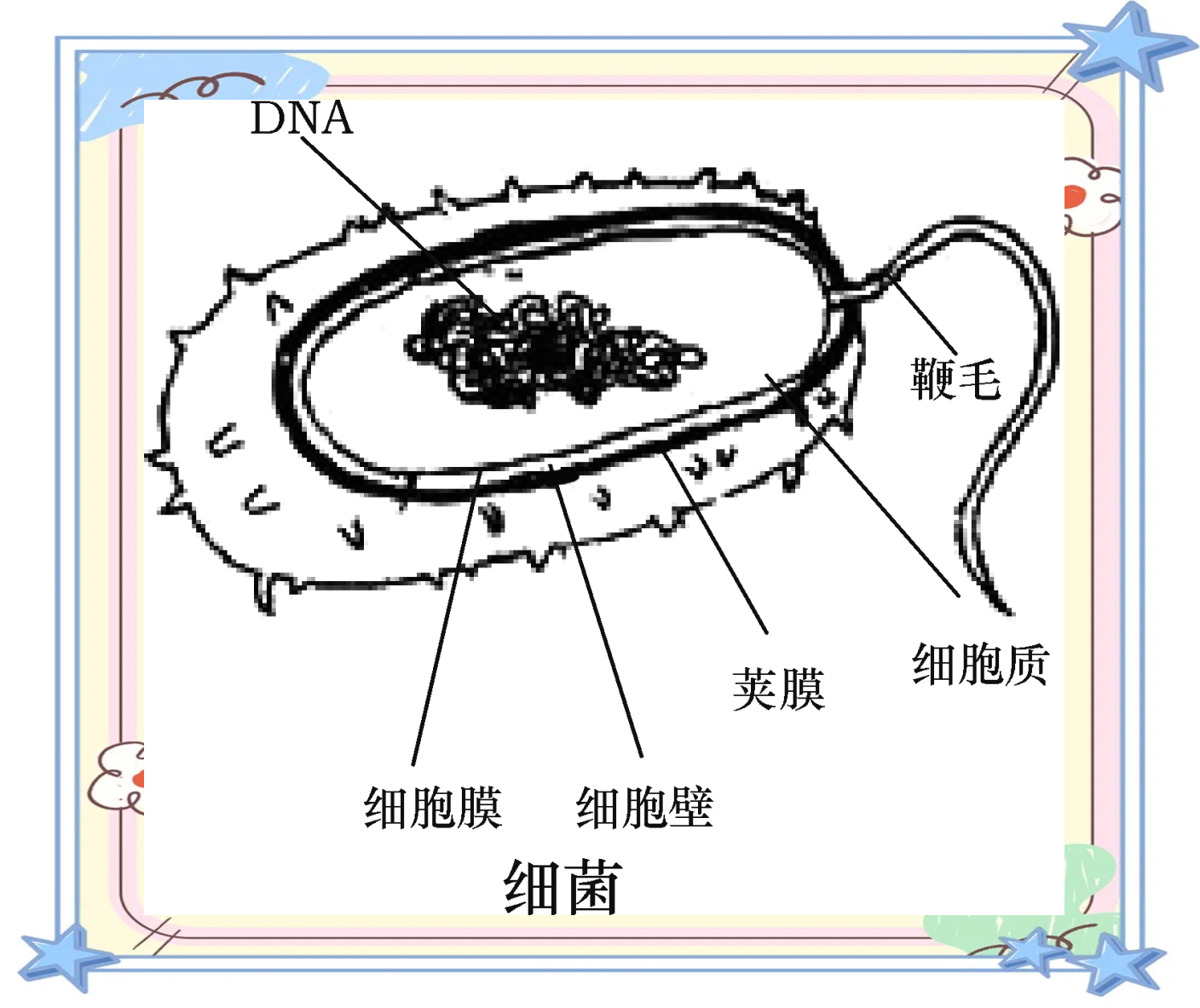 初中生物学习中的多种结构示意图概览