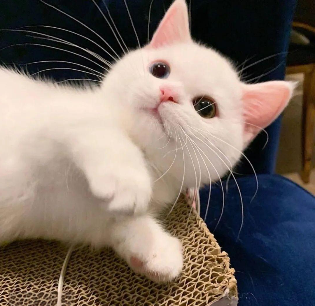 微信头像选择禁忌:多种不宜使用的类型!