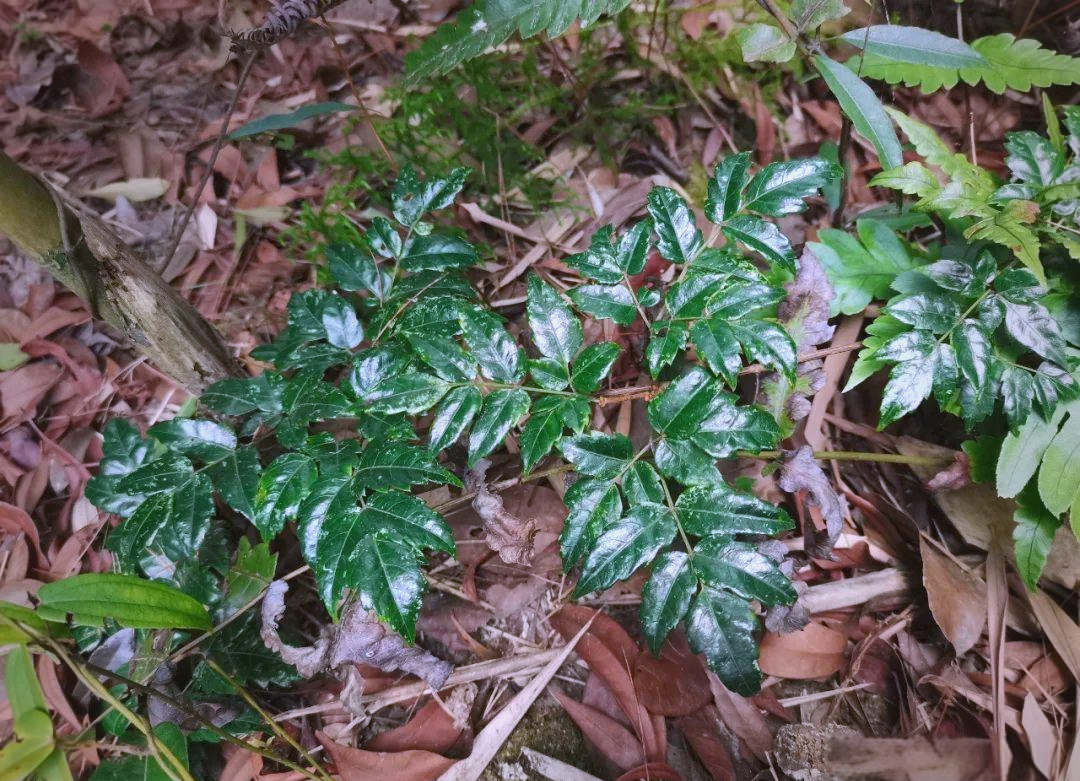 显齿蛇葡萄:一种多功能的葡萄科植物