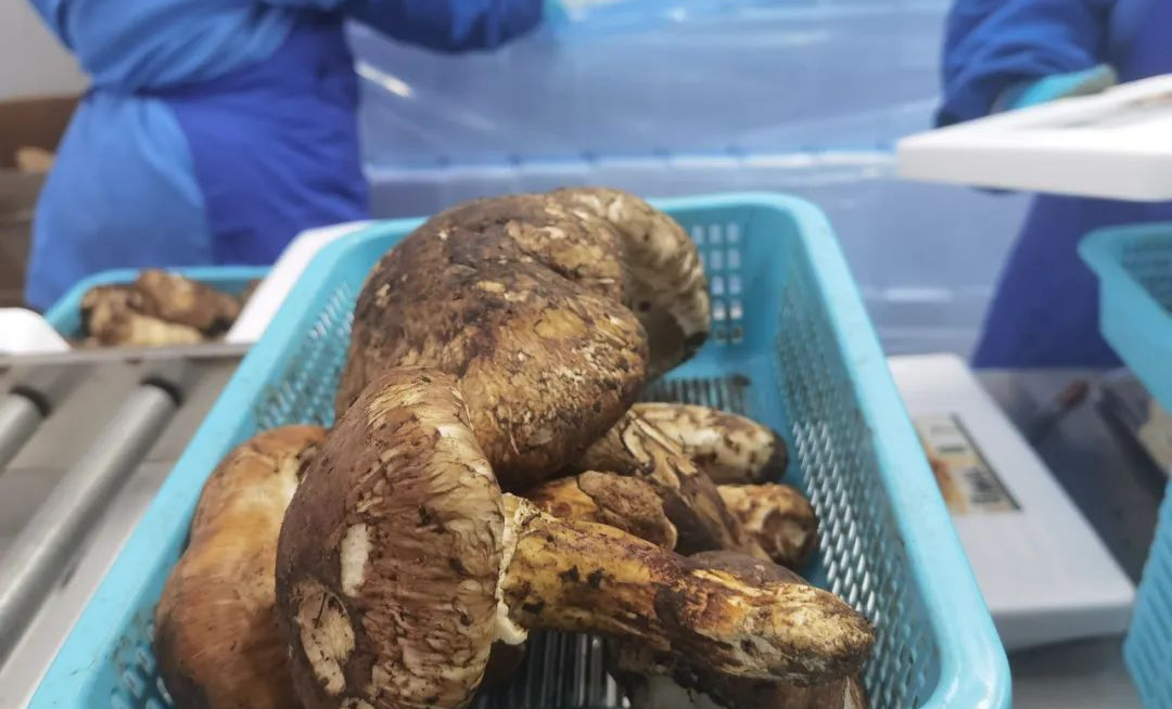 来自四川各地的农产品纷纷走出国门闯世界