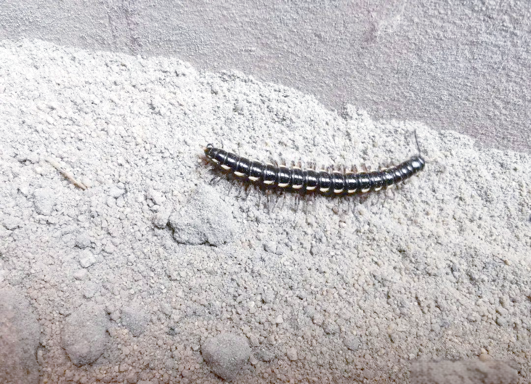 神秘多脚虫:马陆的独特世界与生态角色解析