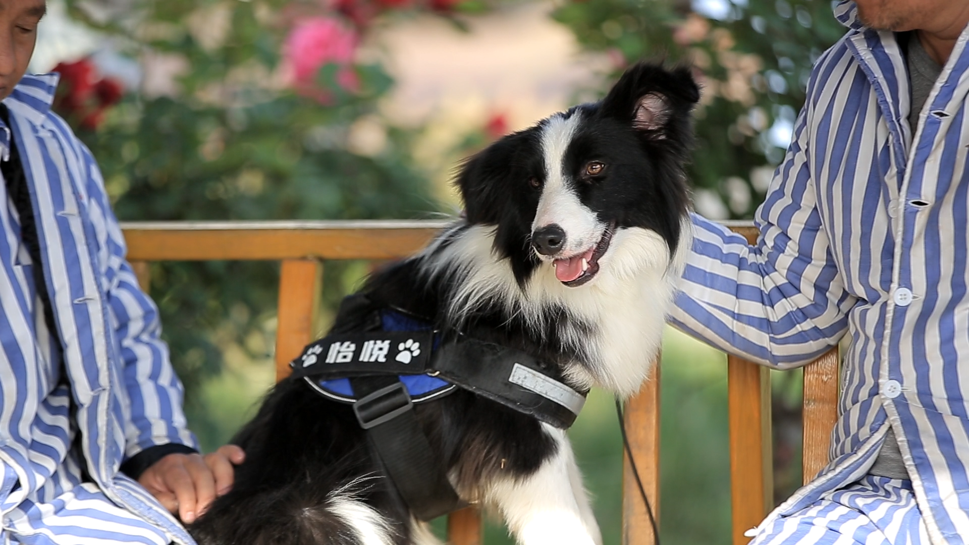 中国工作犬又有新突破!——精神医疗犬,精神抚慰犬问世