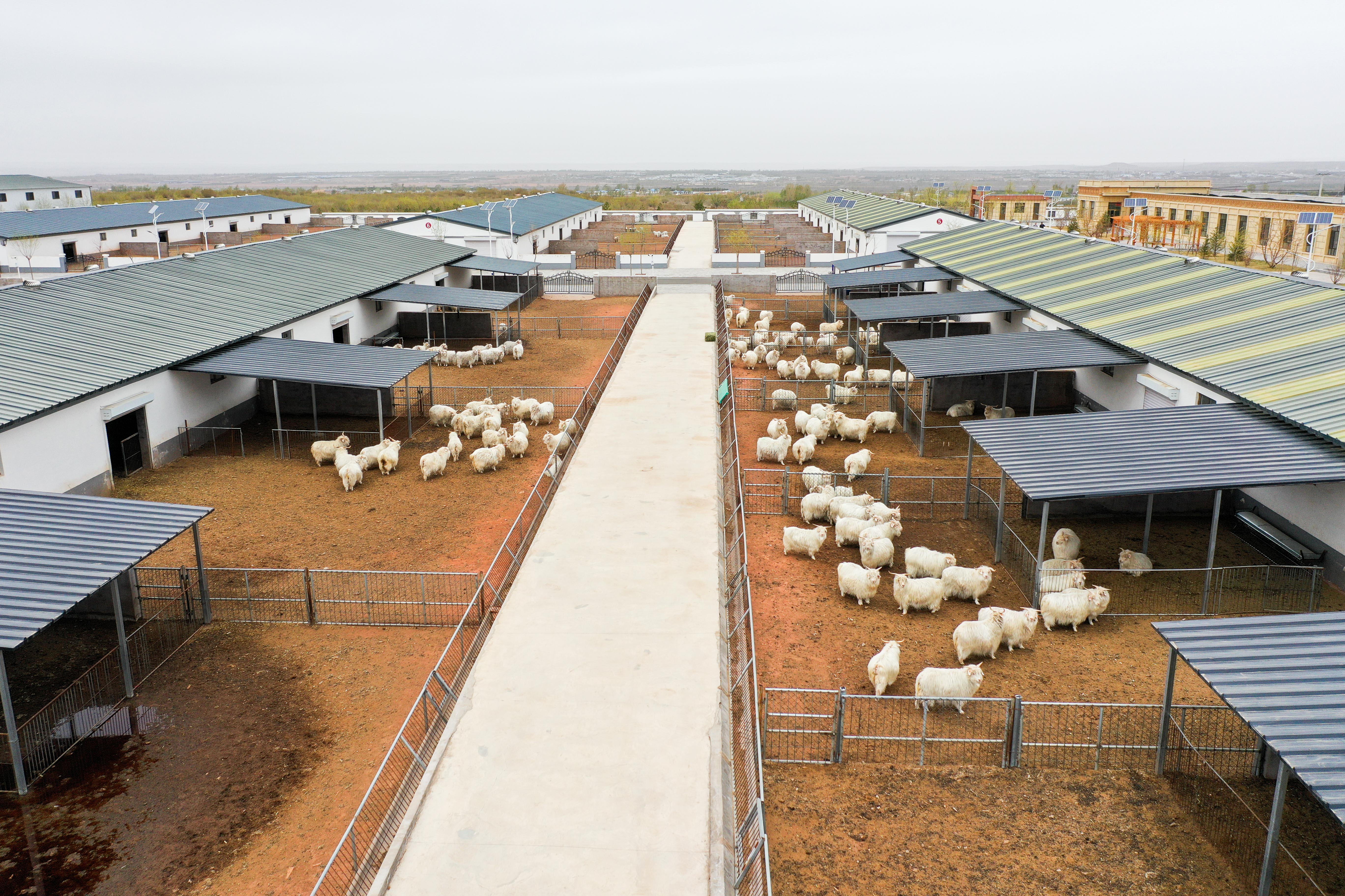 (经济)内蒙古鄂尔多斯:绒山羊产业助力乡村振兴