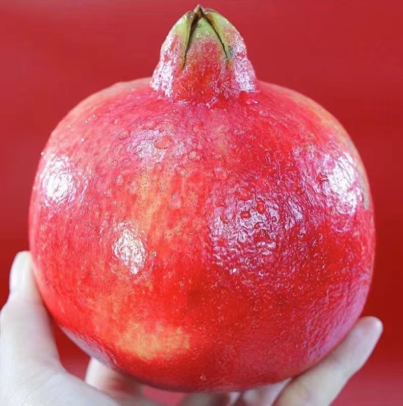 蒙阳红石榴品种介绍及具体种植养护方法?