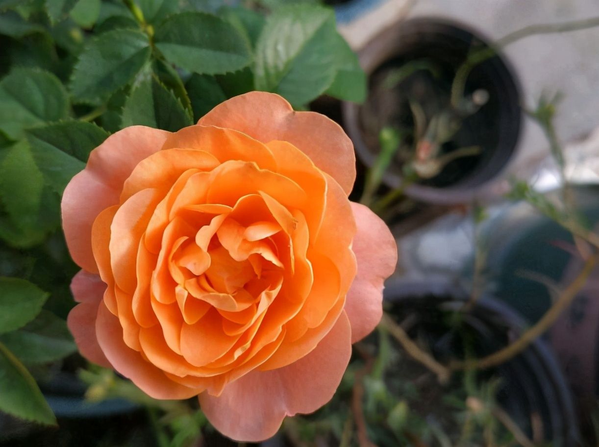 月季中的"杨贵妃",四季开花不停歇,花朵橙黄又可爱,太美了