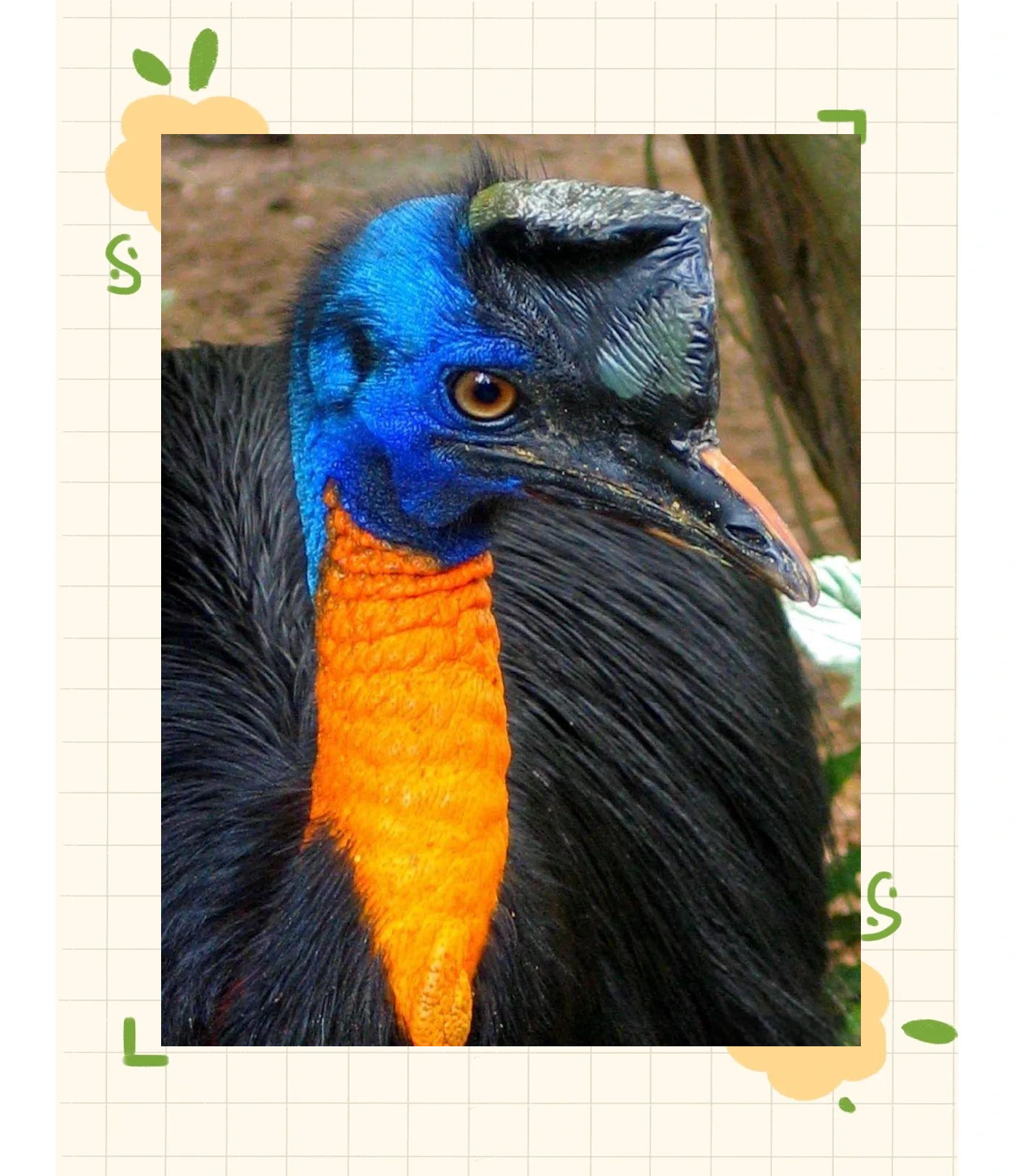 鹤鸵:多种大型地栖鸟类的统称