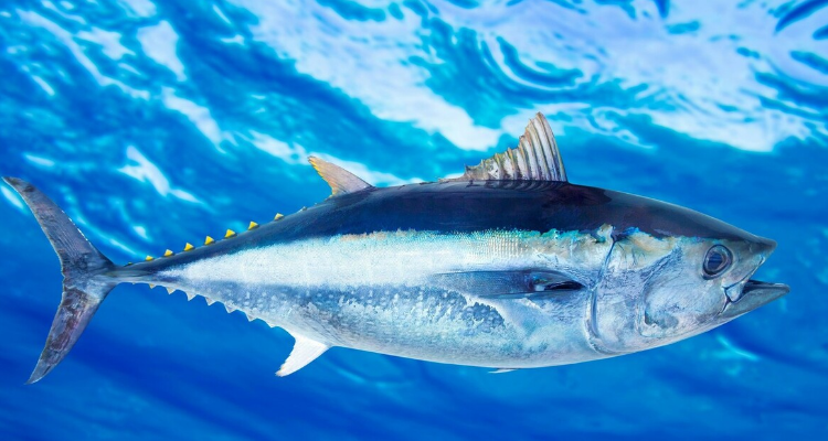 白金枪鱼是什么鱼