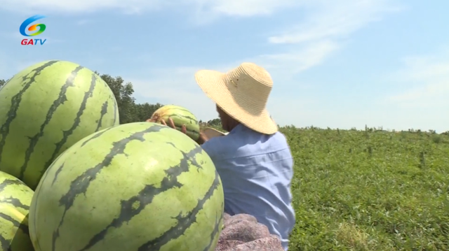 公安县埠河镇:特色产业敲开乡村振兴"甜蜜门"