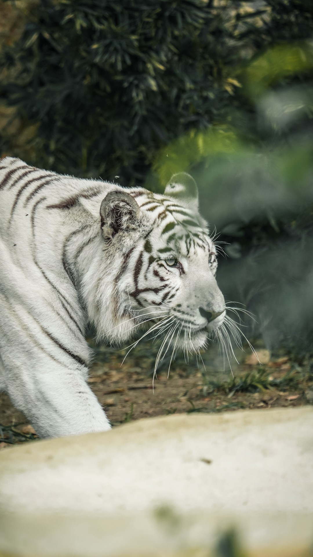 動物壁紙|霸氣老虎圖片壁紙