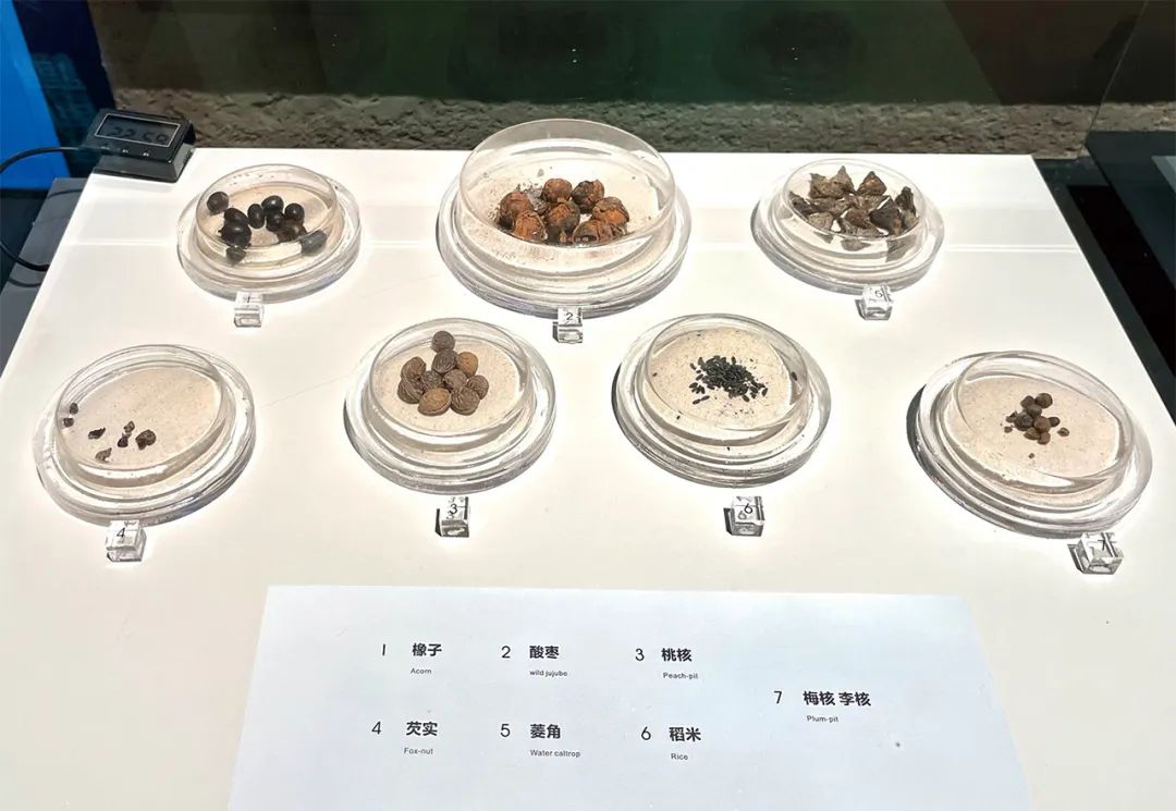 【学会中医】跨湖桥遗址博物馆:在草药罐里窥见历史