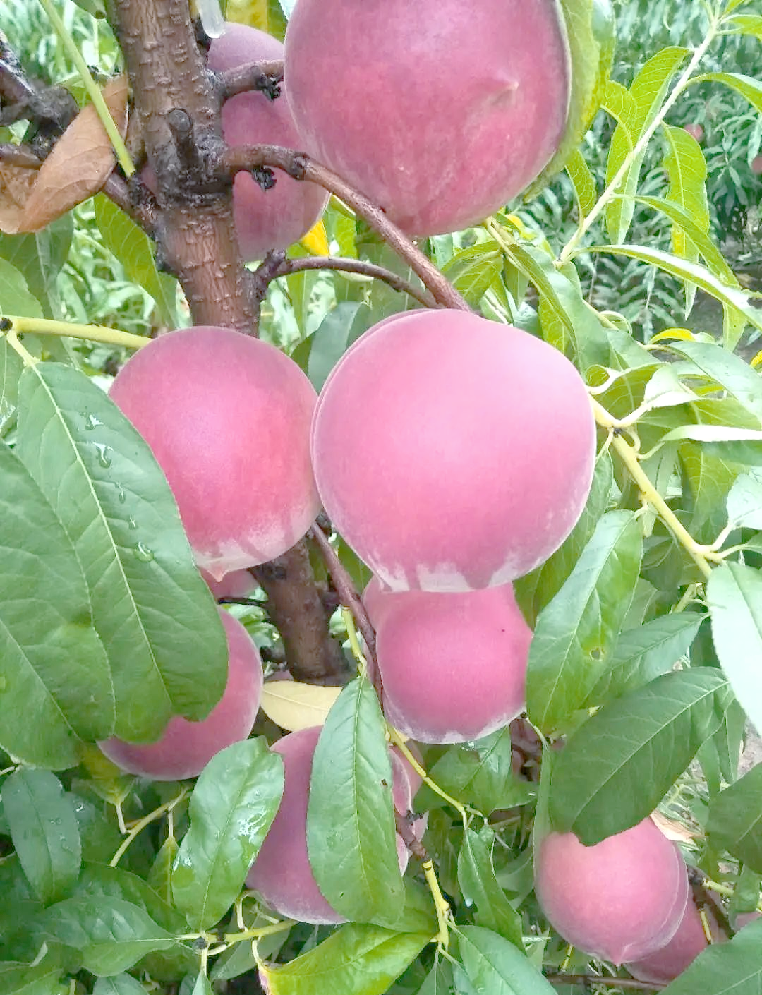 秋彤桃树苗种植要点及修剪技巧详解