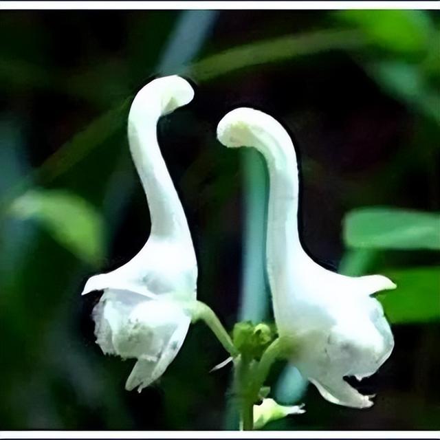 奇花异草图片,展现出自然界中千奇百怪的形态和色彩