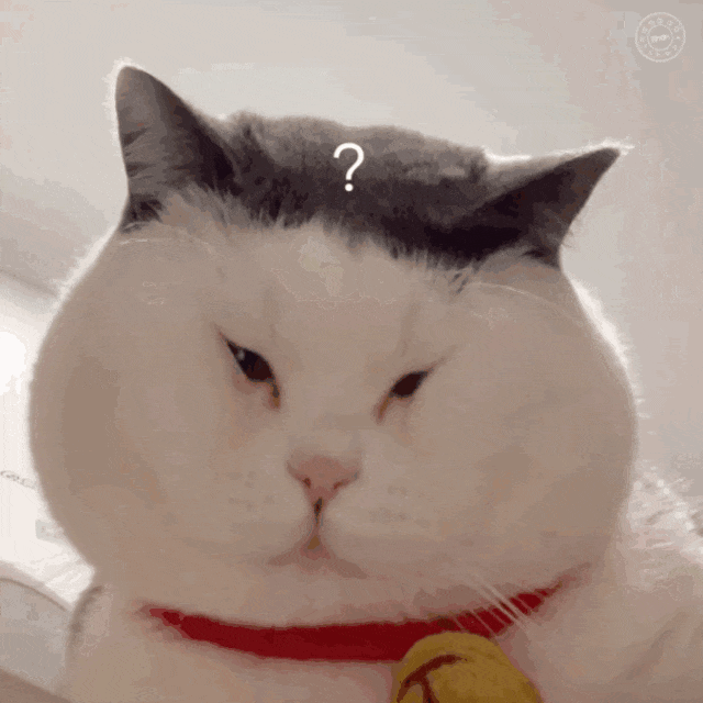 猫咪动态表情包|嫁给我吧!