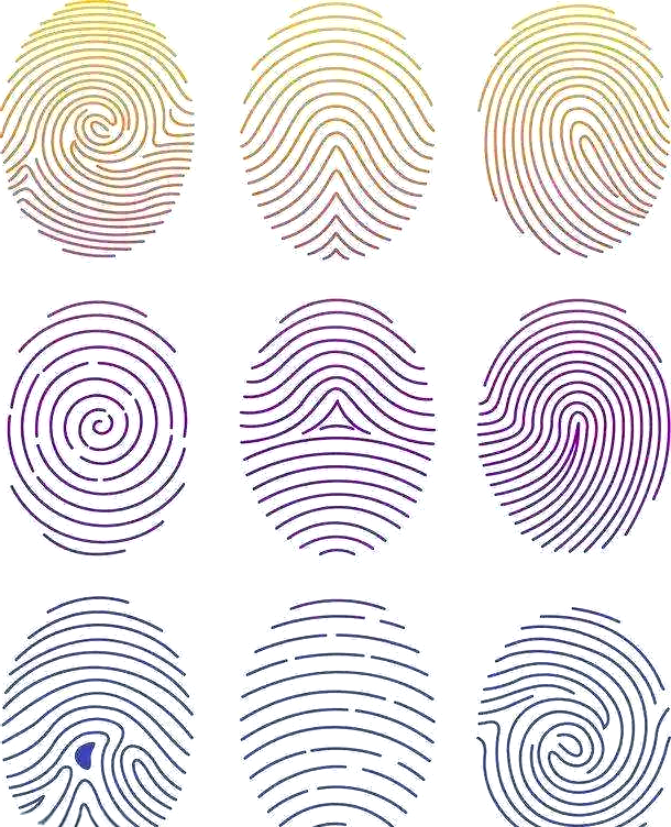 与螺不同,还有一种被称为簸箕的指纹类型,其形状类似于流纹