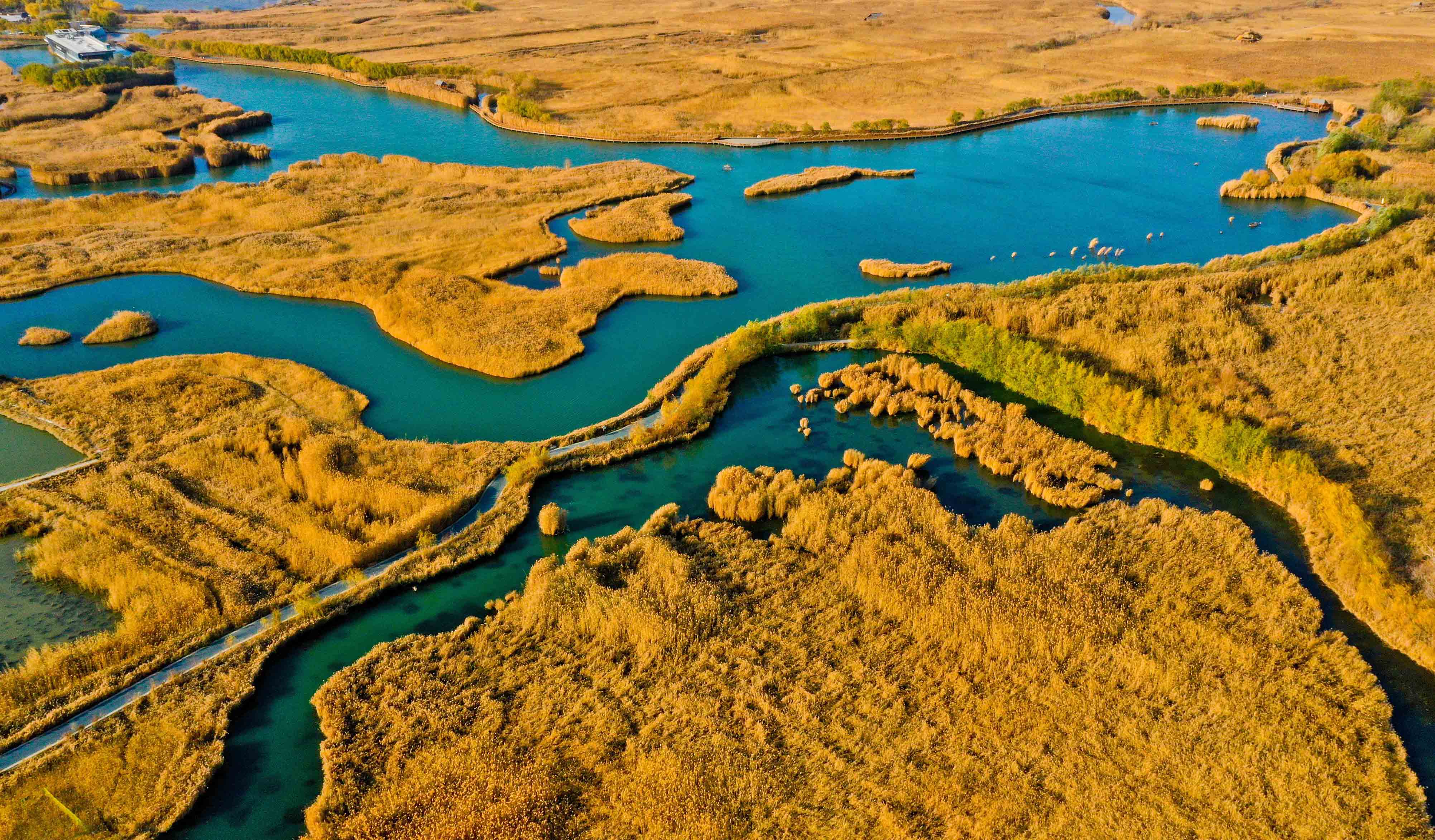 甘肃张掖 初冬张掖湿地苇影金色耀眼帘 环绕秀色碧水长