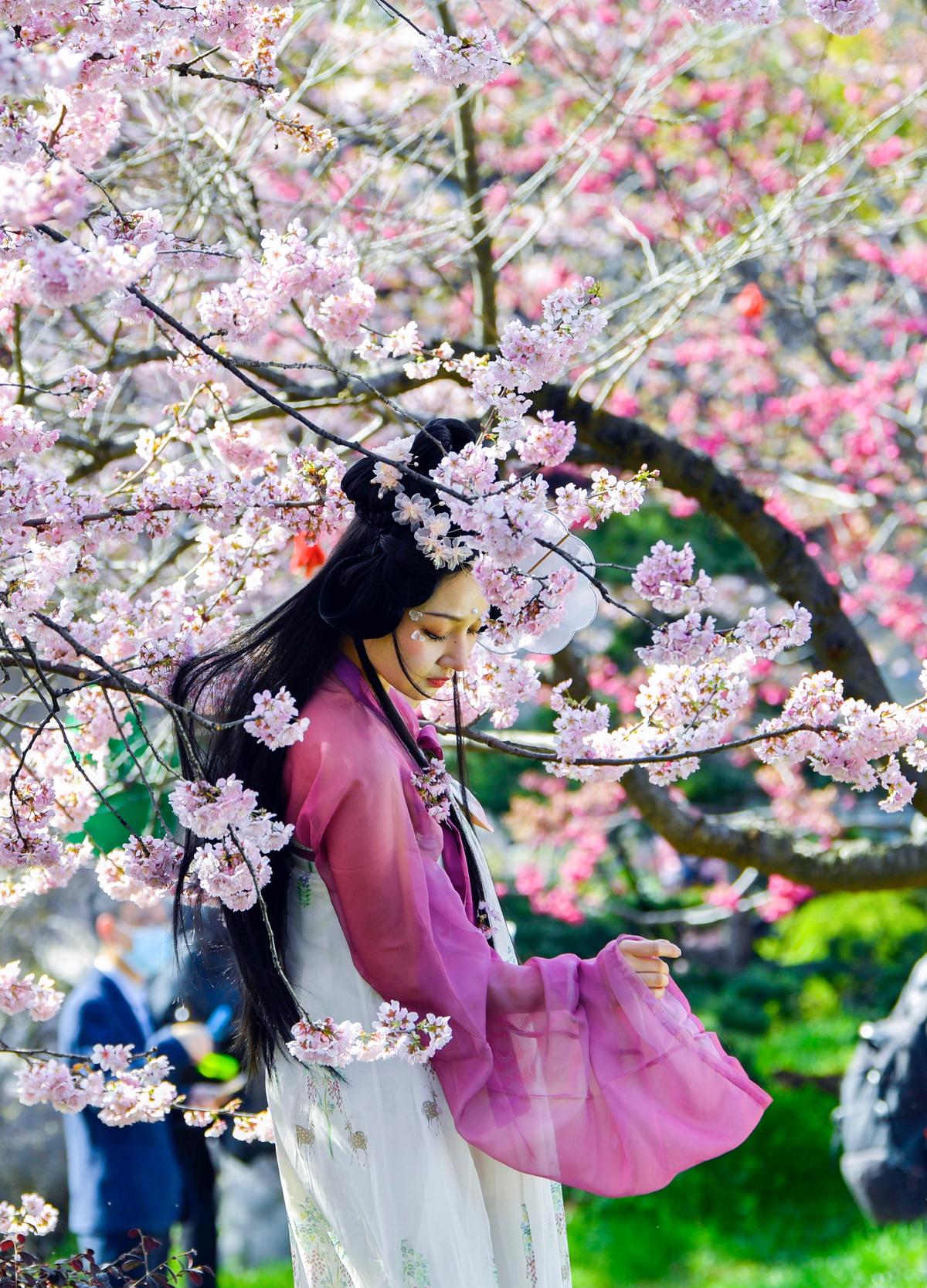 武汉女神:在3月,邂逅一场樱花地铁之约