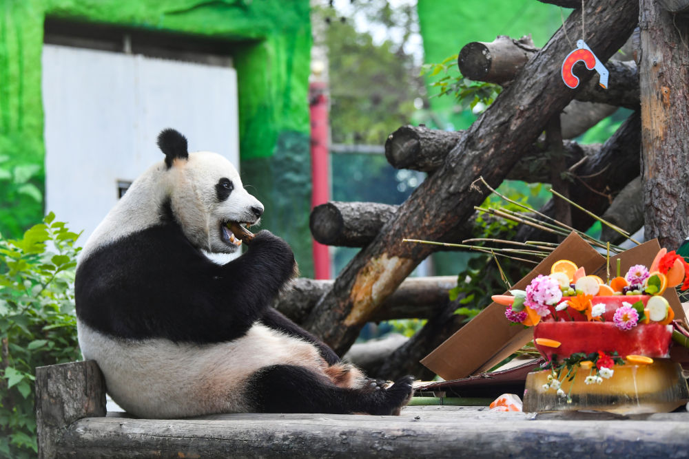 大熊猫如意 baijiahao.baidu.com