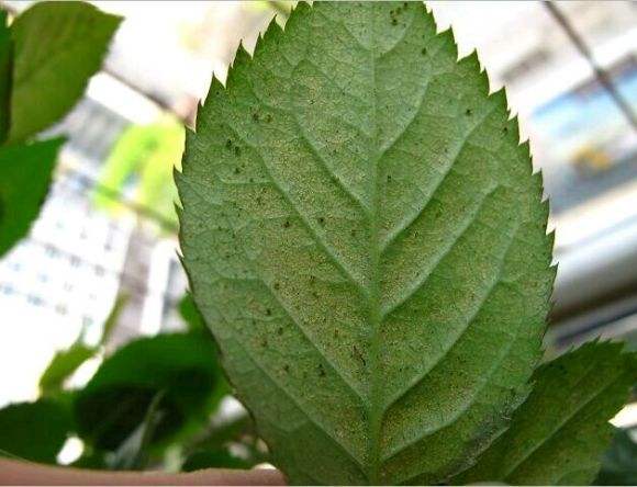 牛奶能杀红蜘蛛?月季"有福"了,但这些危害必须要知道