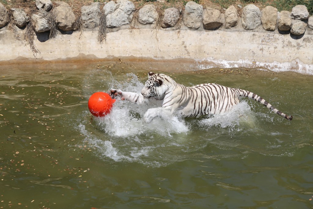 吃瓜,泡澡,舔冰塊……看石家莊動物園的寶子們如何花式避暑