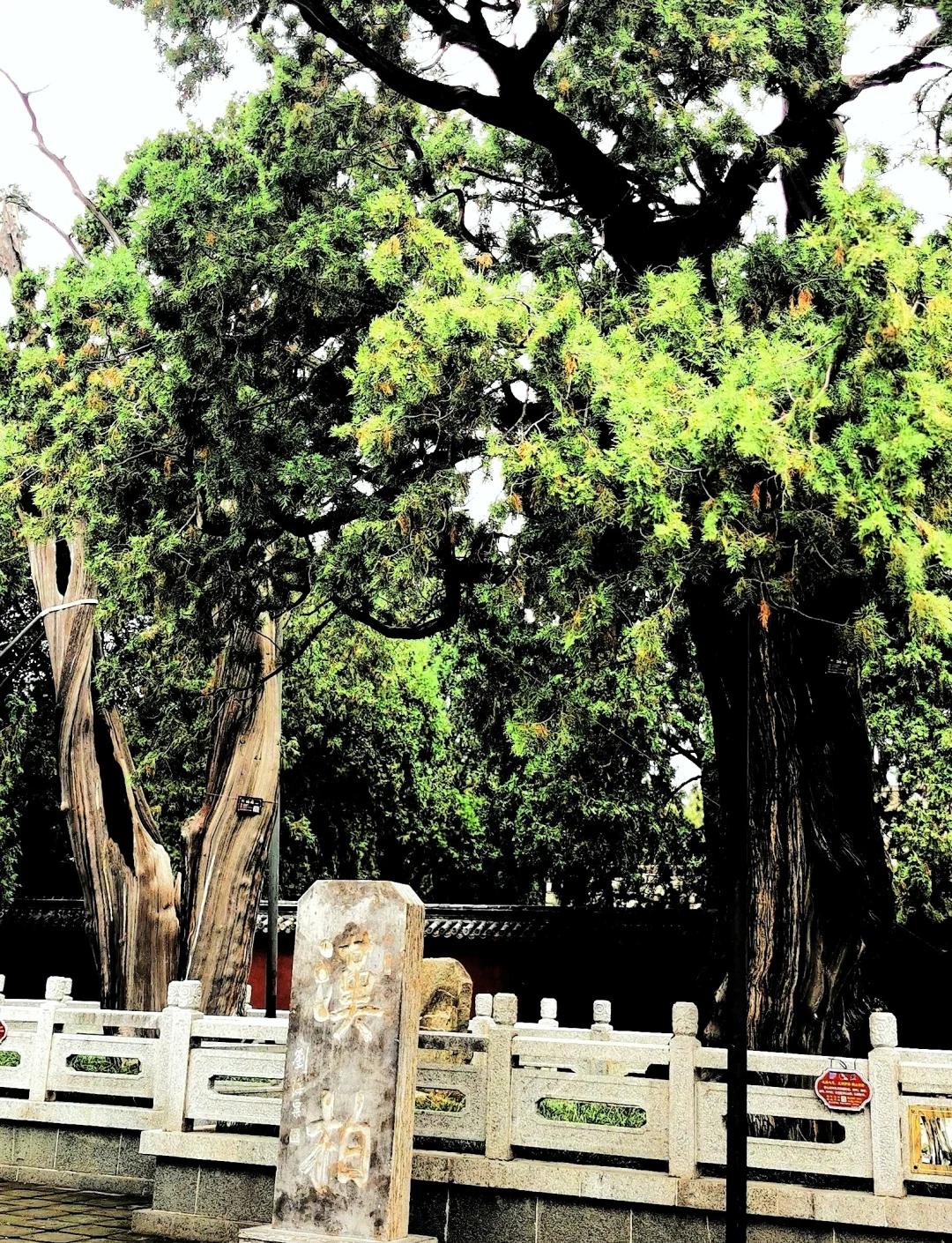 「张松柏」笔下的泰山魂湿笔点擦何以让千年松柏在纸上「活」过来?