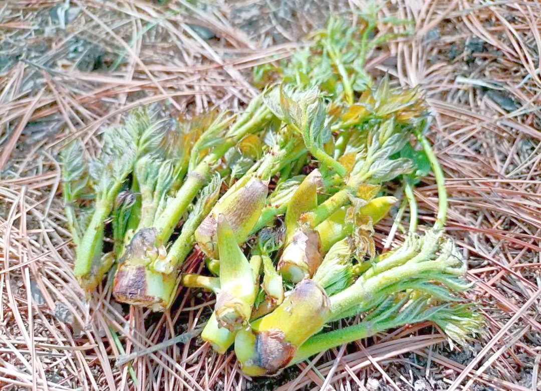 本溪春天山野菜全攻略:尝鲜与健康兼备
