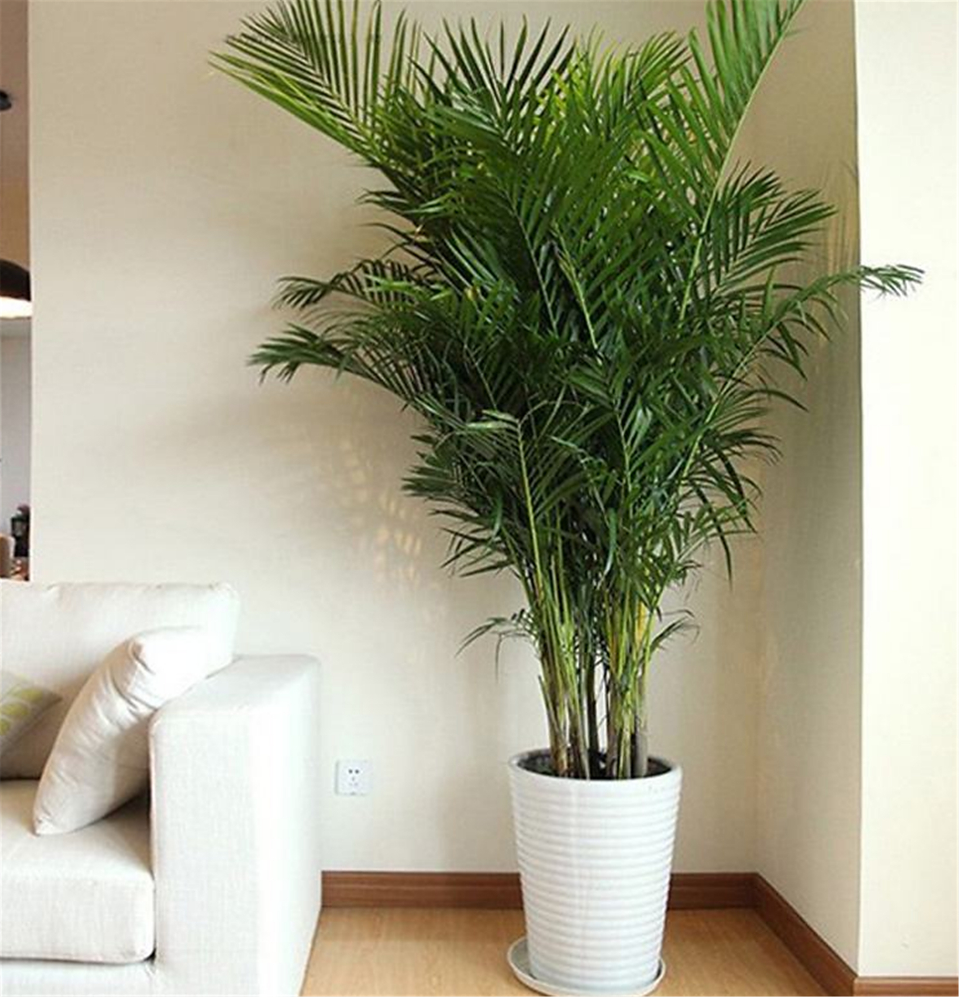 散尾葵 - 热门商品专区