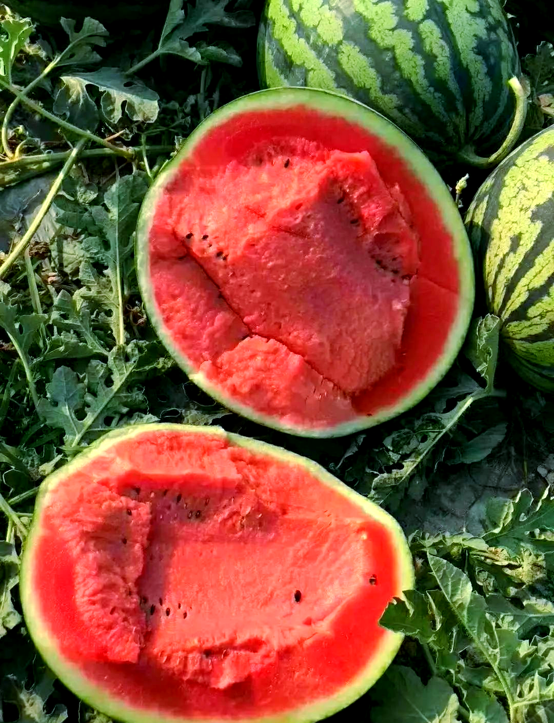 甜王西瓜的多样种子品种介绍