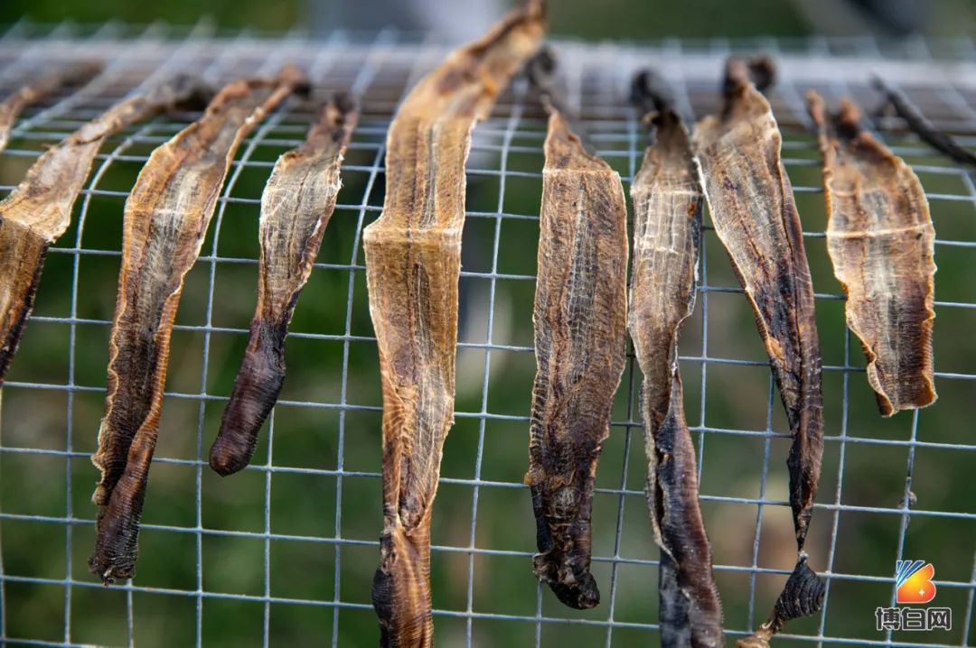 厉害了!博白有人养殖吃牛屎的地龙,年销售收入近千万元!