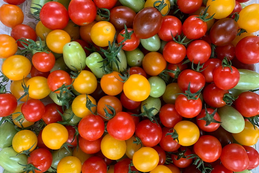 乡味|大理弥渡:七彩小番茄"添彩"致富路