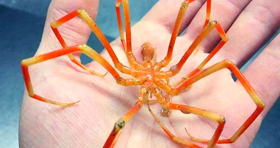 海蜘蛛的生存之道:足够"废物"竟能无敌于世