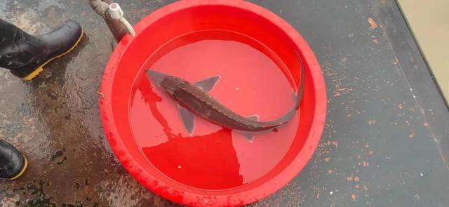 "回家"吧,国家二级保护动物史氏鲟