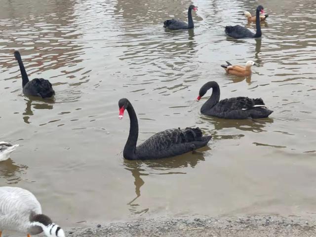 邯鄲市復興區園博動物園孩子的樂園