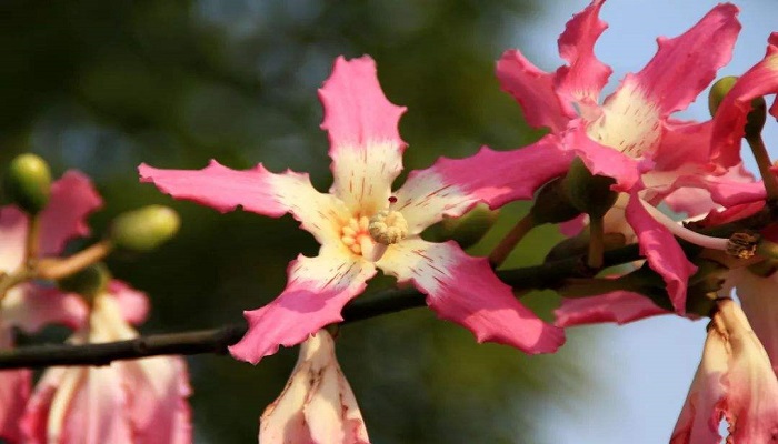 大腹木棉与美丽异木棉的区别