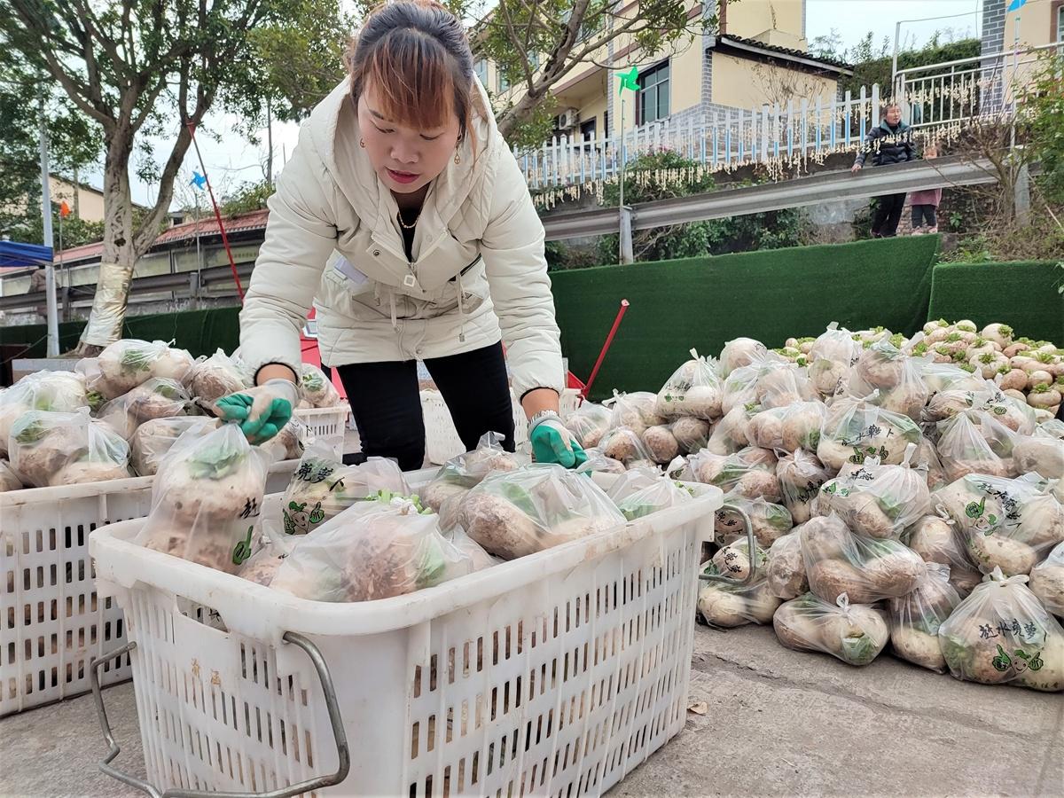 綦江区赶水镇:萝卜甜生活更甜