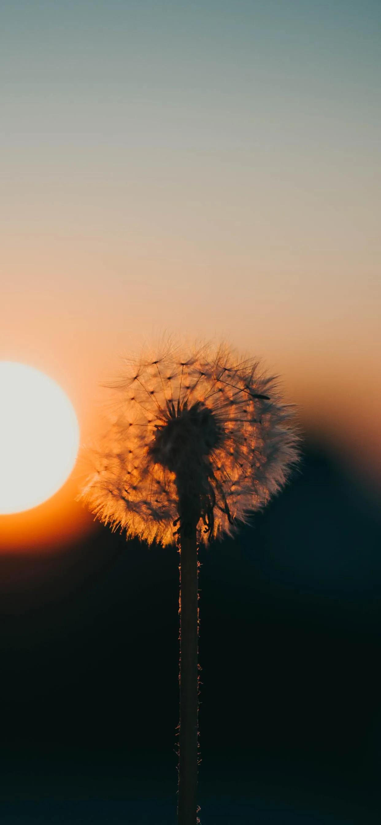 蒲公英壁纸,随风飞随风吹,去一个新的地方