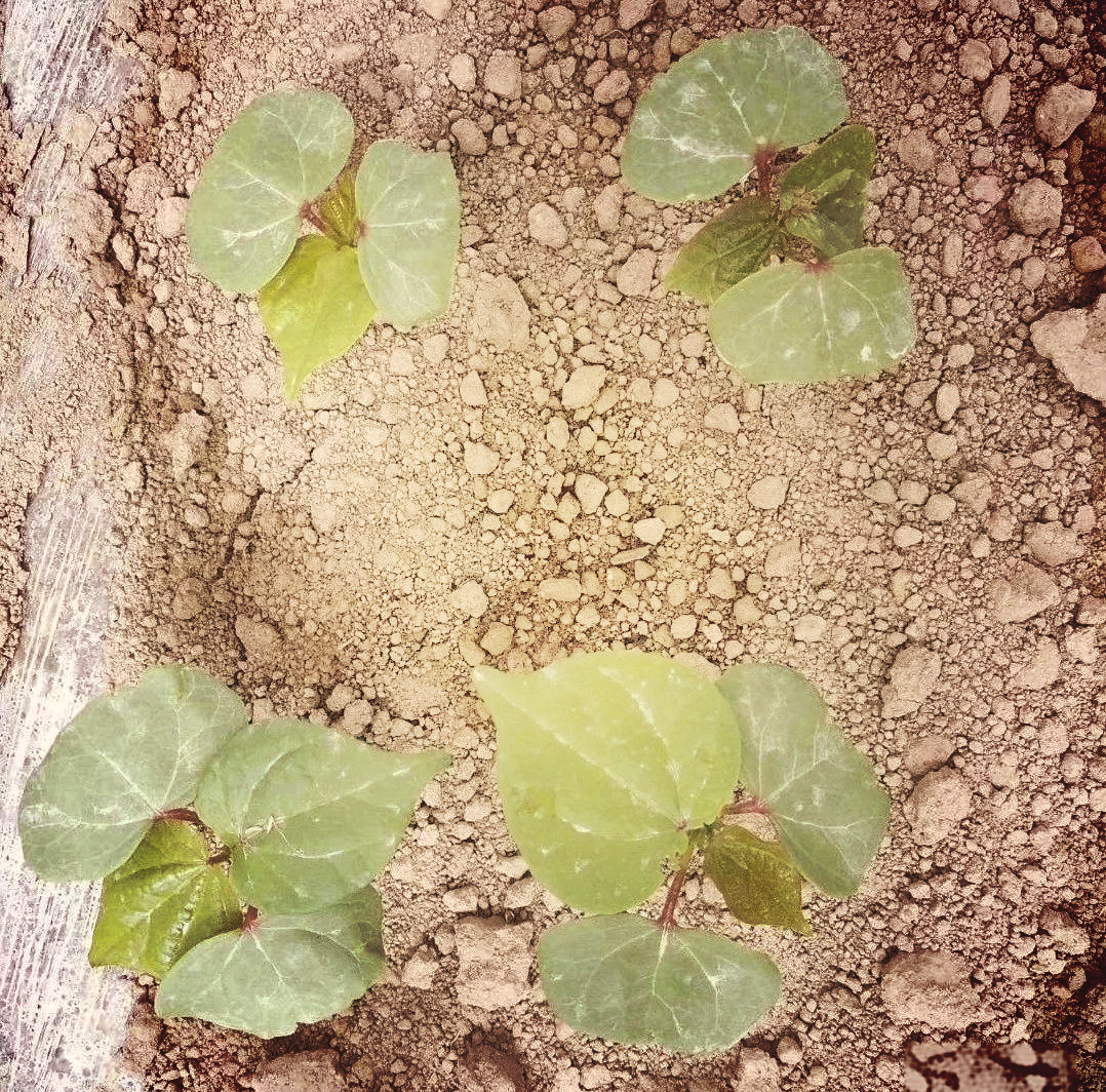 棉花苗情诊断与科学调控措施解析