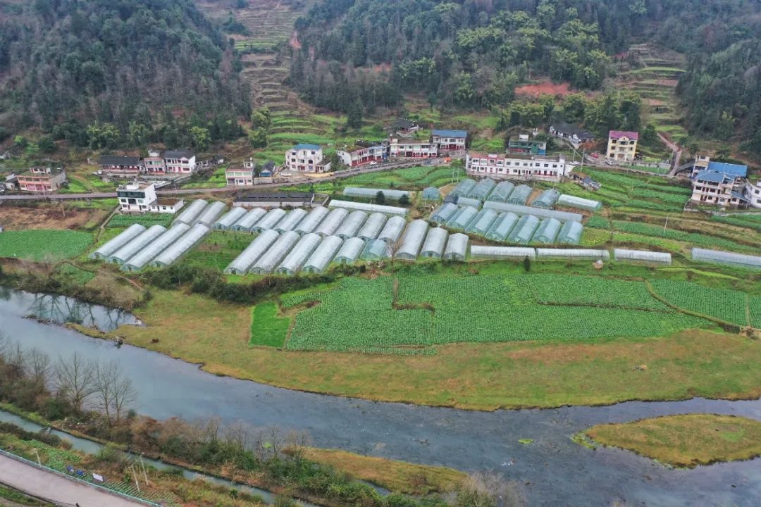 金沙县茶园镇:以产业发展为抓手 持续推进乡村振兴示范建设