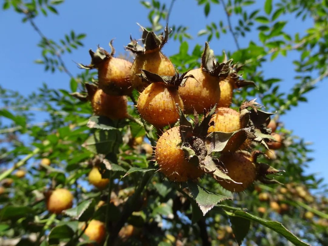 乡游黔中 · 西秀区 大坝村 │ 田园山水画,金刺梨飘香满山坡